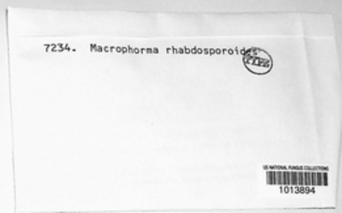 Macrophoma rhabdosporioides image